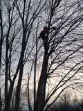 Fleming Tree Professionals trimming a medium-sized tree
